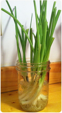 green-onions
