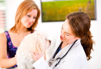 How to Get Help Paying Vet Bills