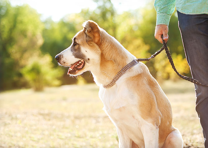 Walk for a Dog: Donate to Your Favorite Animal Shelter Every Time You Walk Your Dog