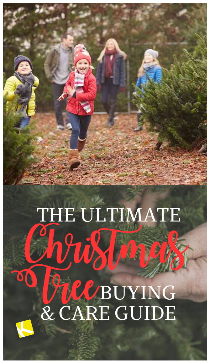 The Ultimate Christmas Tree Buying & Care Guide The Krazy Coupon Lady