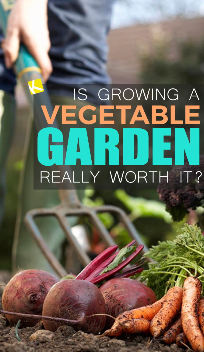 Does Growing a Vegetable Garden Really Save You Money? The Krazy