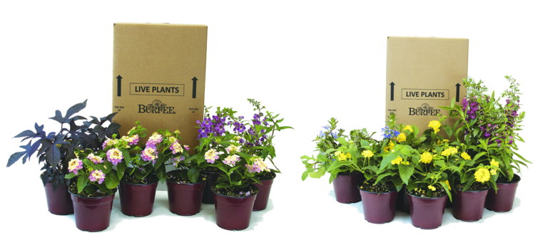 planters2-1527774867-e1527774903162-750x351.jpg
