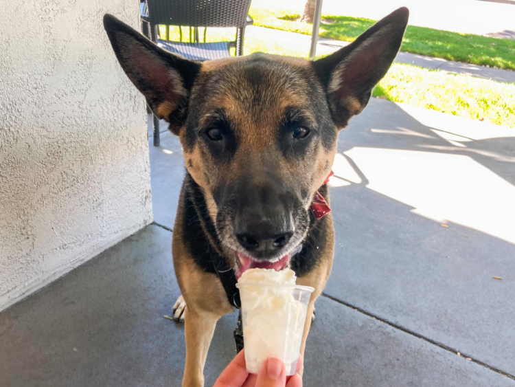 This NYC Ice Cream Shop Serves Special Pup Cups For Dogs - Secret NYC