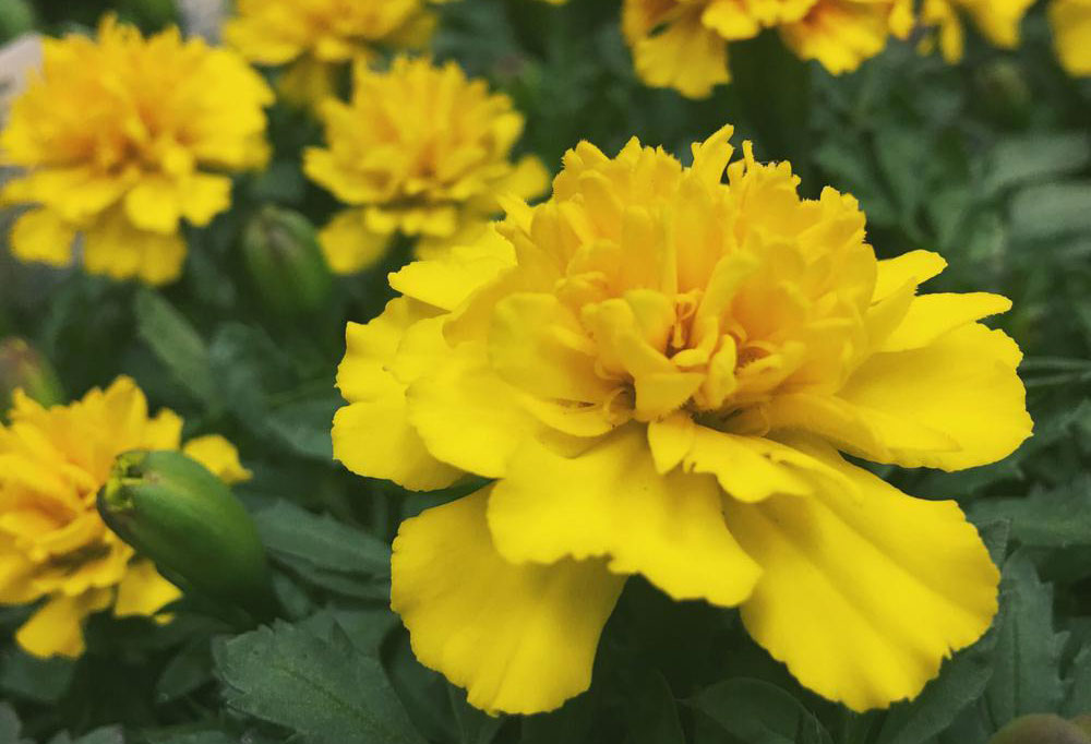 Order Plants Online And Save At Homedepot Com The Krazy Coupon Lady