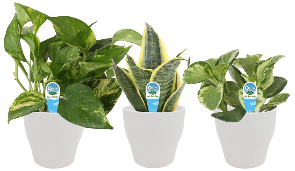 3 House Plants Starting At 24 At Homedepot Com The Krazy