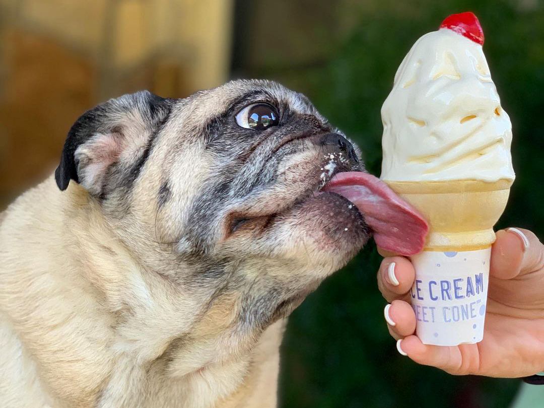 This NYC Ice Cream Shop Serves Special Pup Cups For Dogs - Secret NYC