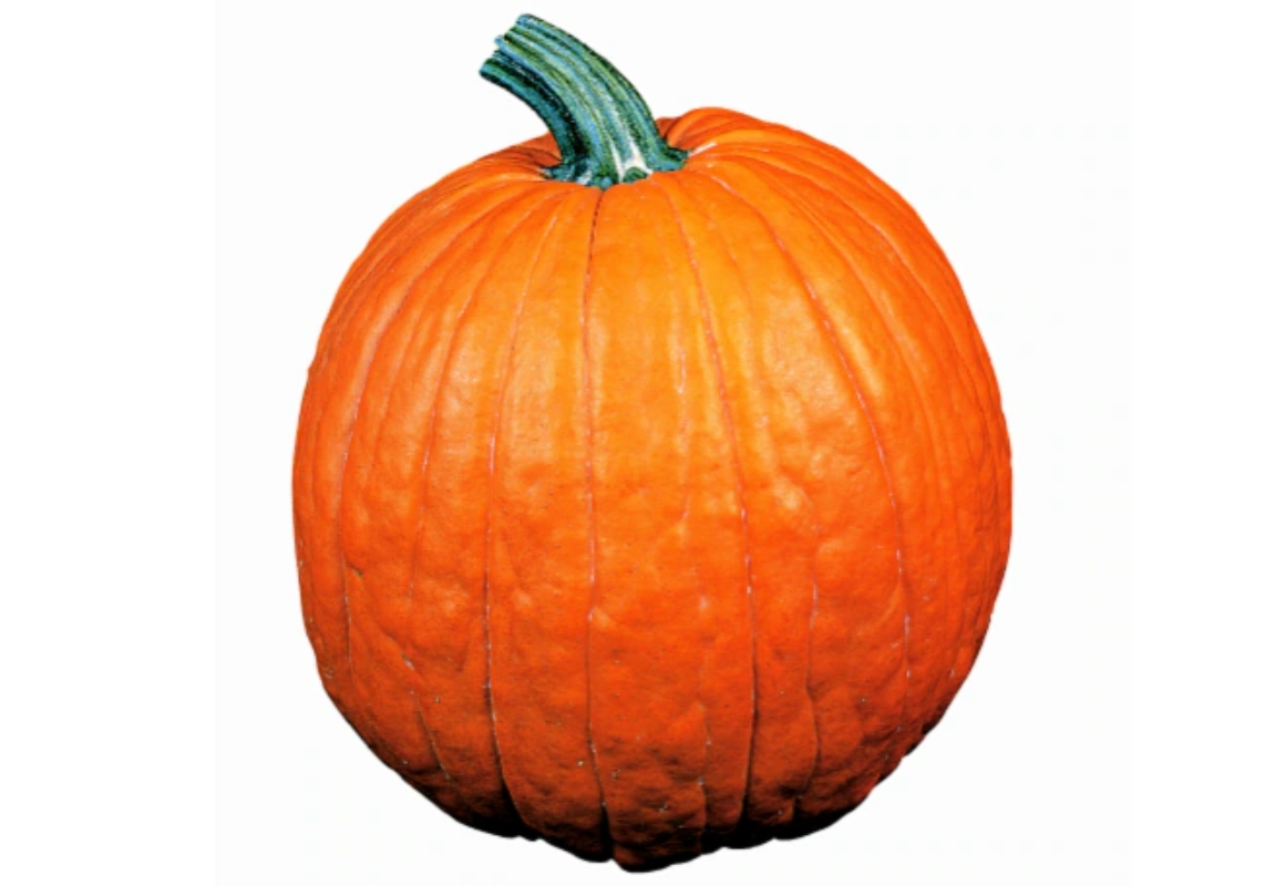 Pumpkin